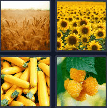 4 Pics 1 Word Daily Bonus 6 October 2024 Answer